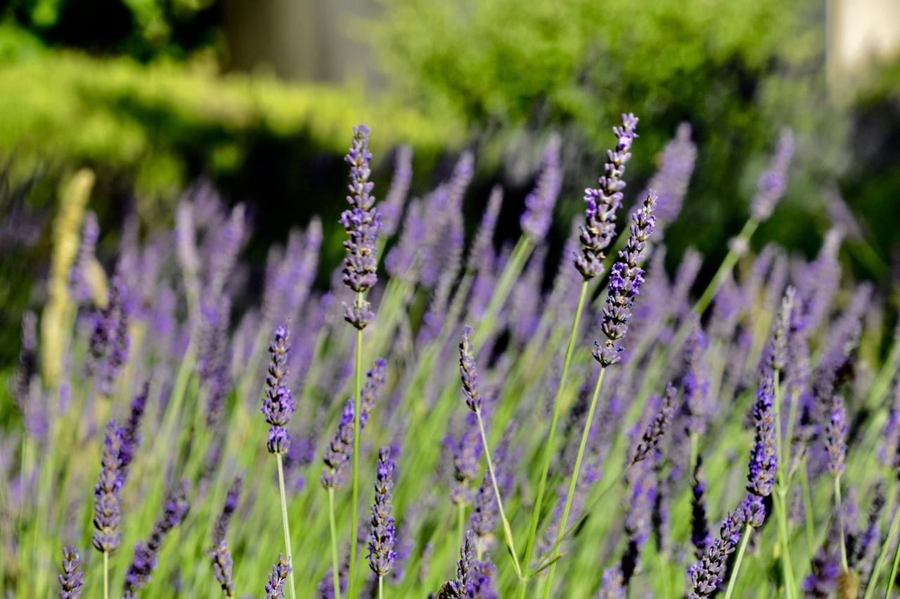 Châteaurenard Le Jardin Des Amandiers מראה חיצוני תמונה